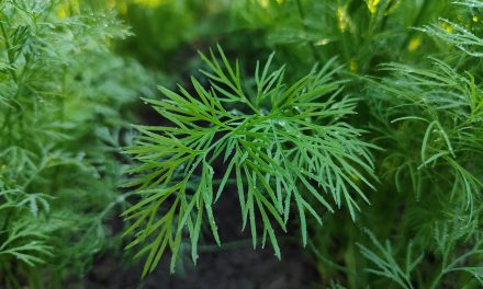 Unlocking the Mystery of Natural Flavors