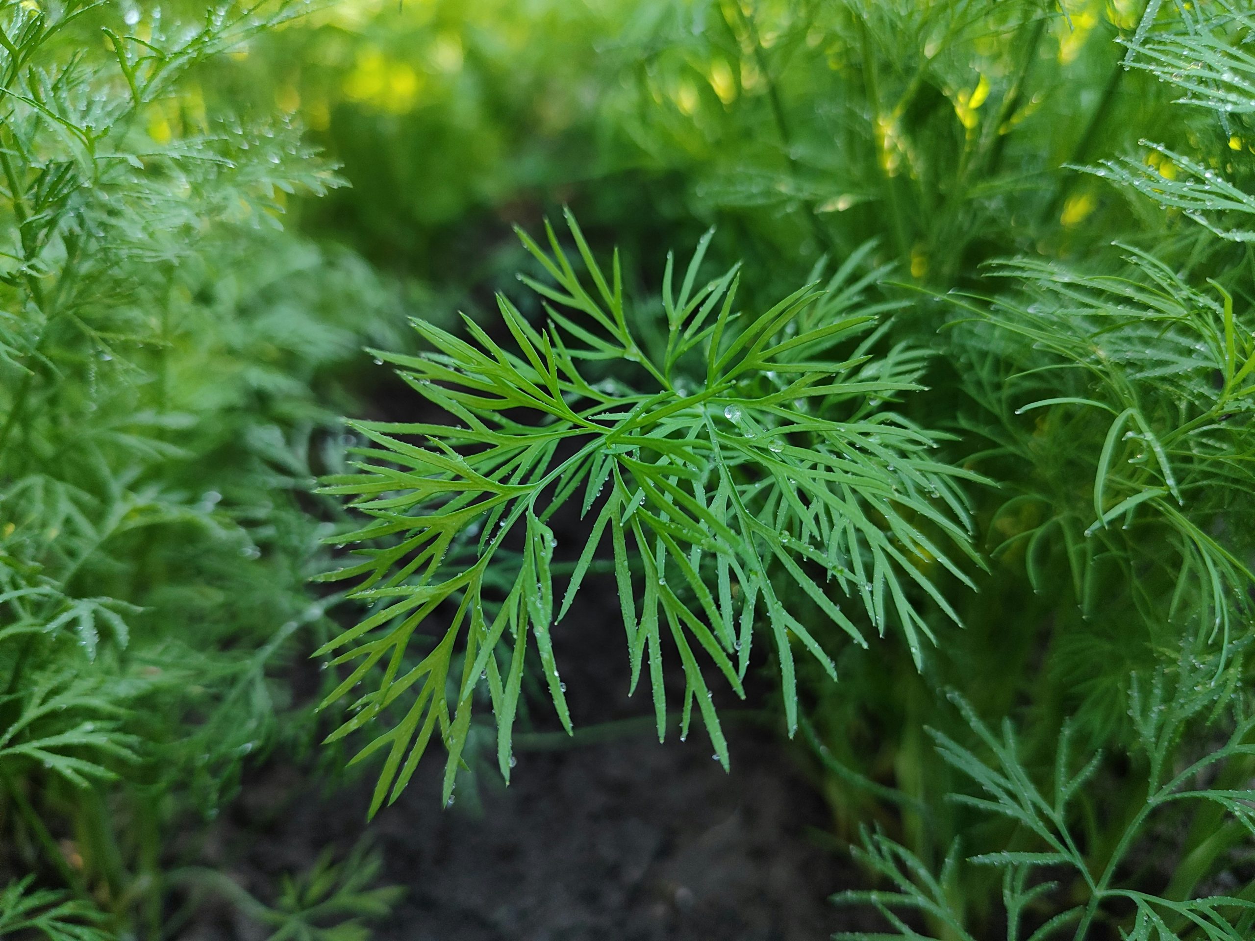 Unlocking the Mystery of Natural Flavors