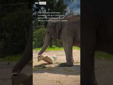Duck, Poodle & Elephant Cheer for Mexico’s World Cup