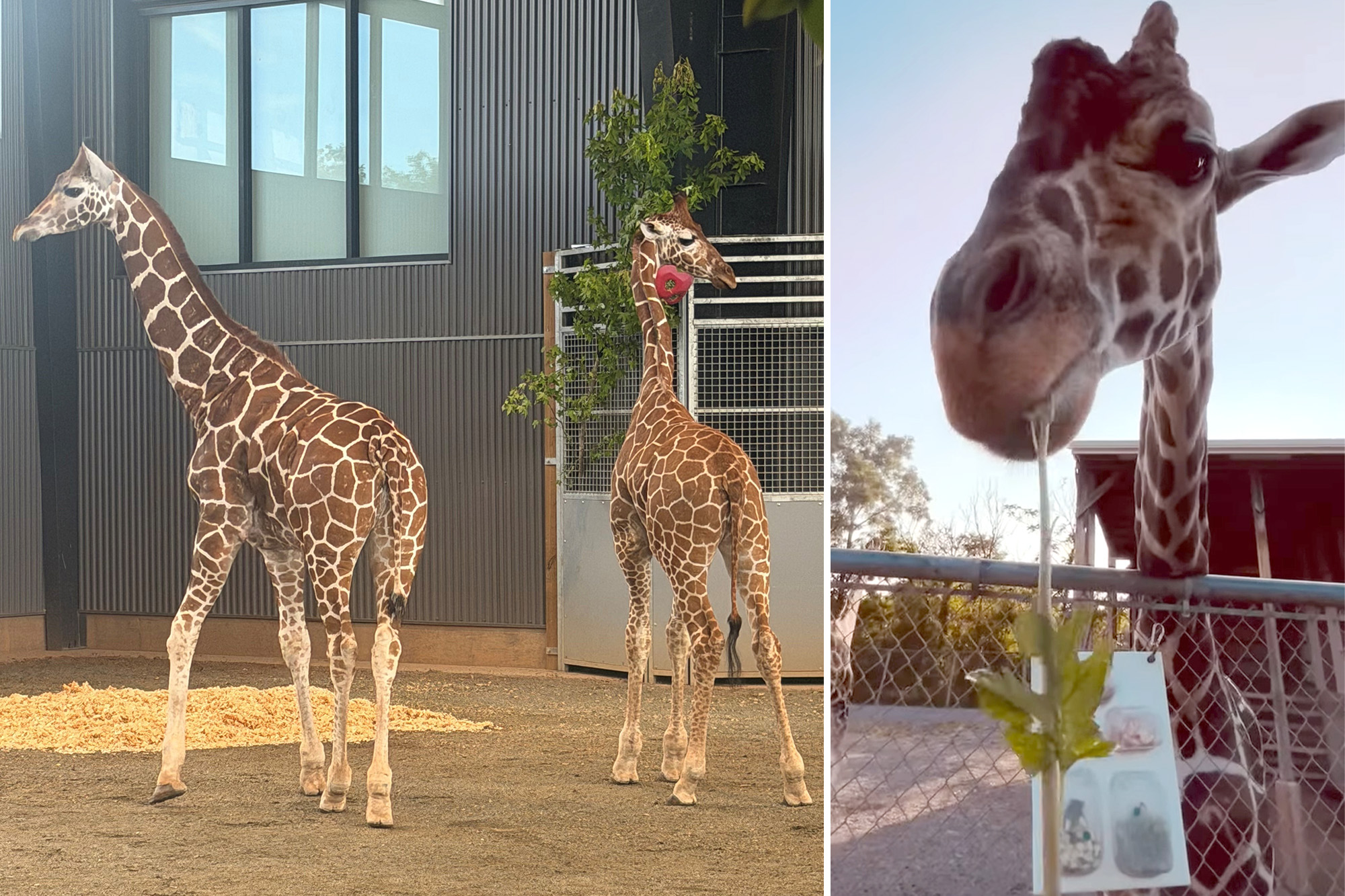 Missing Giraffes Found Safe in New York