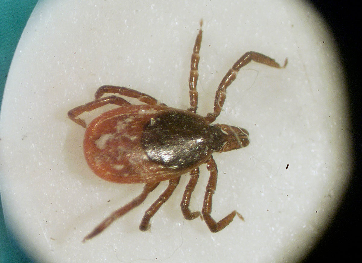 Philly and Jersey Tackle Tick and Mosquito Threats