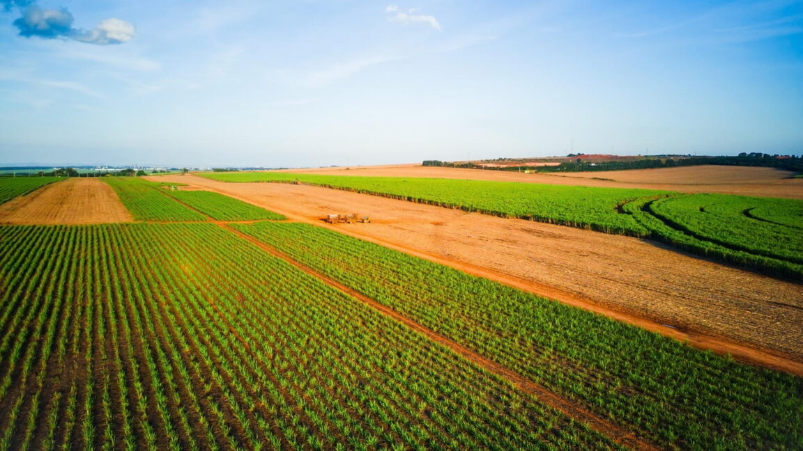 Patents on Seeds Hinder Innovation and Increase Costs