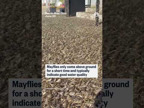 Massive Mayfly Swarm Invades Ohio Visitor Center