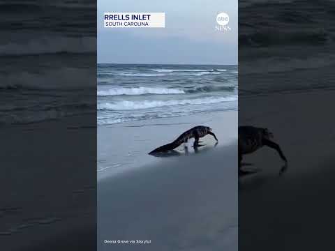 Alligator Sighting on SC Beach: Unexpected Encounter