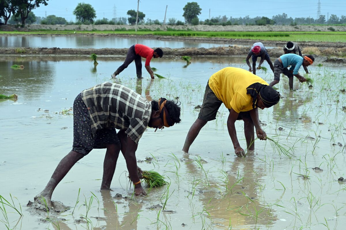 Weak Monsoon: India’s Next Economic Challenge Post-Oil