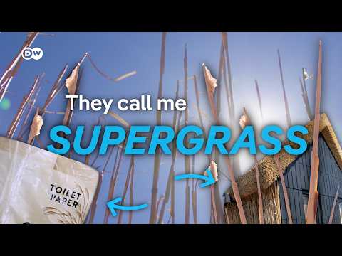 Miscanthus: A Sustainable Solution for Energy Needs