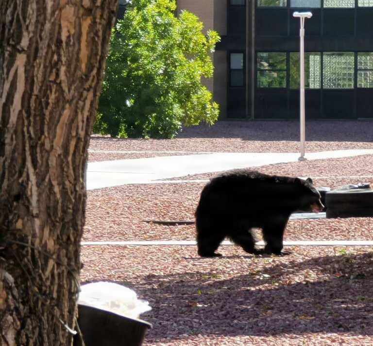 Hungry Bears Invade Fort Carson This Summer