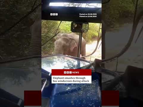 Elephant Smashes Bus Windscreen in Shocking Attack
