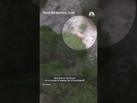 Giraffe Gracie Recaptured After Texas Escape