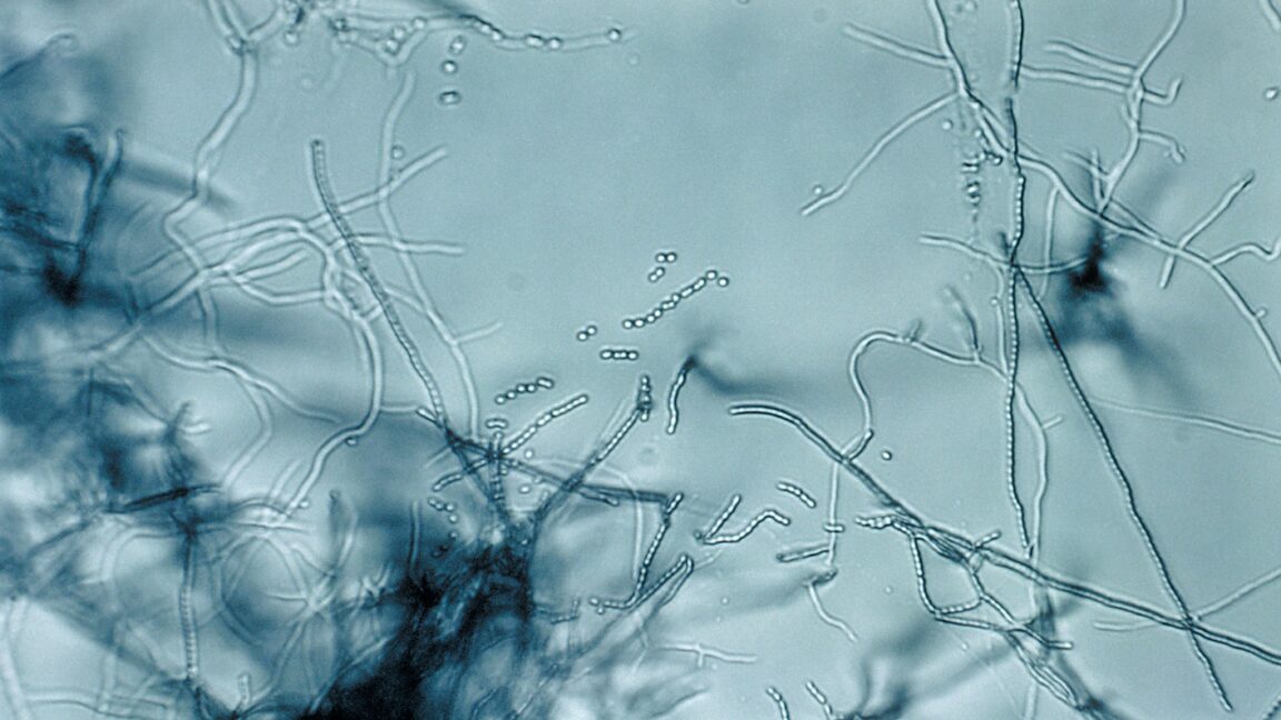 New ‘Megacluster’ Antibiotics Combat Superbugs