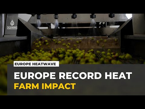 Europe’s Heatwave Impact on Farming