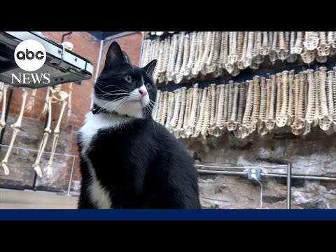 Cat Becomes Museum Security Guard in Brooklyn