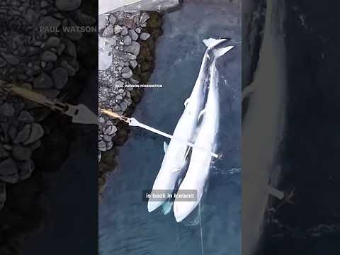 Activist Paul Watson Fights to End Whale Hunting in Iceland