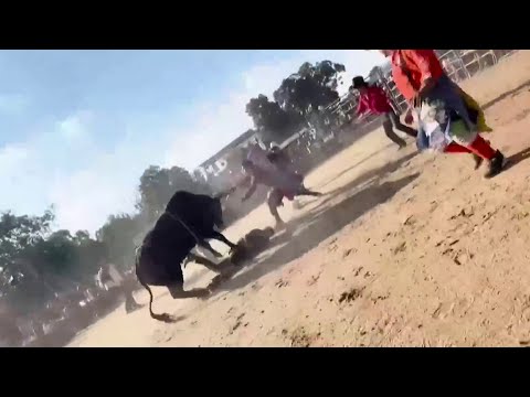 Bull Rider Injured at Bronx Rodeo – Breaking News