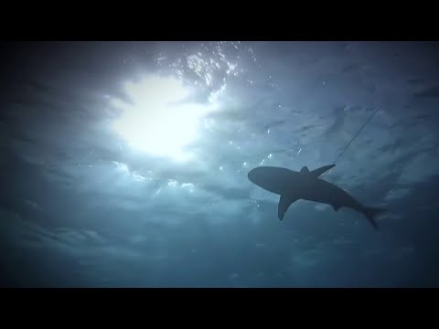 Boy Rescued by Brother After Shark Attack in Bahamas