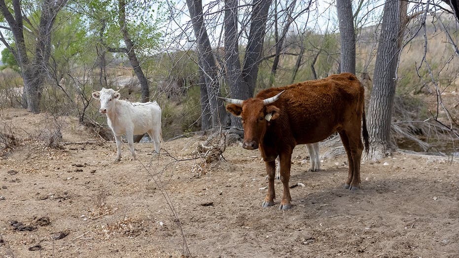 Flesh-Eating Screwworm Found in Texas Calf