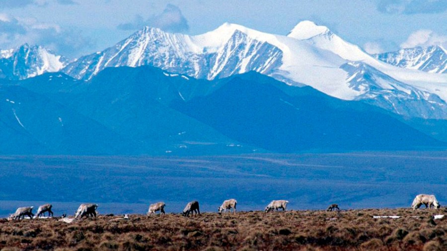 Congress Misunderstands Arctic Refuge’s Value to Sportsmen