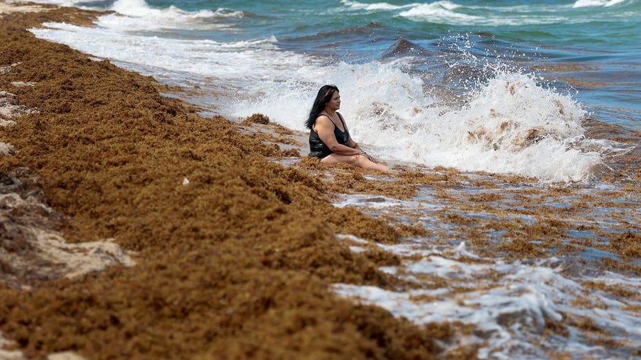 Record Seaweed Invasion Sparks Health Concerns in Florida