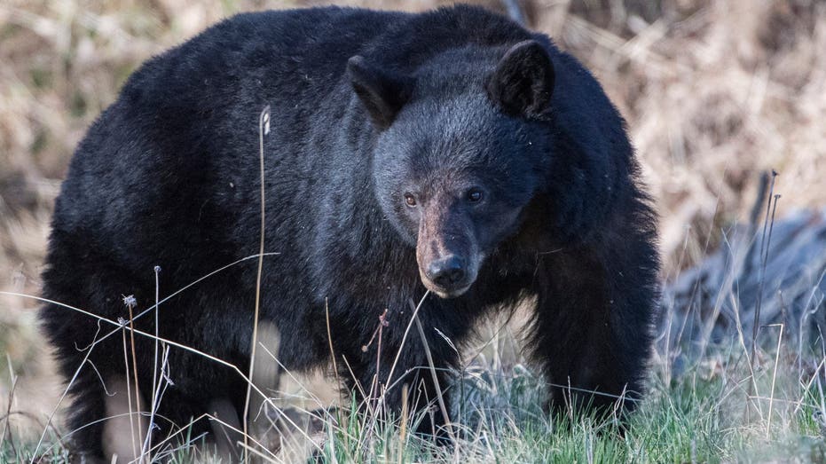 Couple Fights Off Bear in California Attack