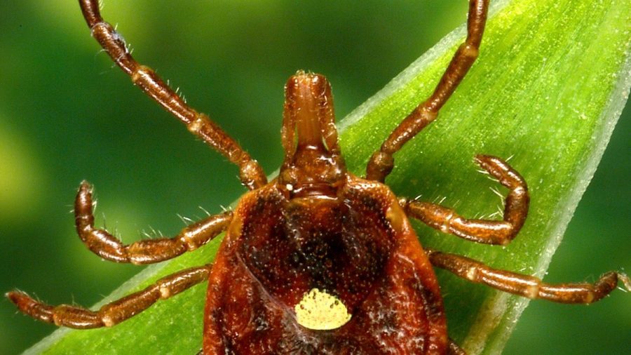 Identifying Tick Symptoms in Pets: A Quick Guide