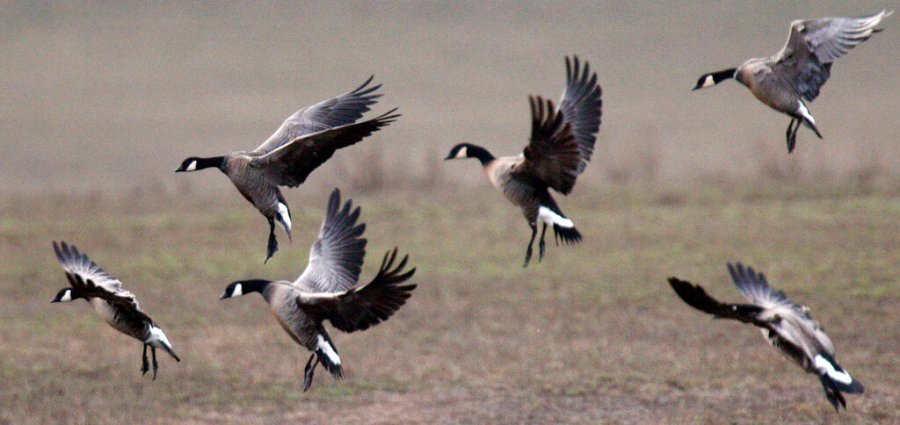 Hunting and Fishing Expansion by Fish and Wildlife Service