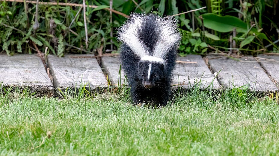 Irish Spring Soap Not Effective for Skunk Repellent