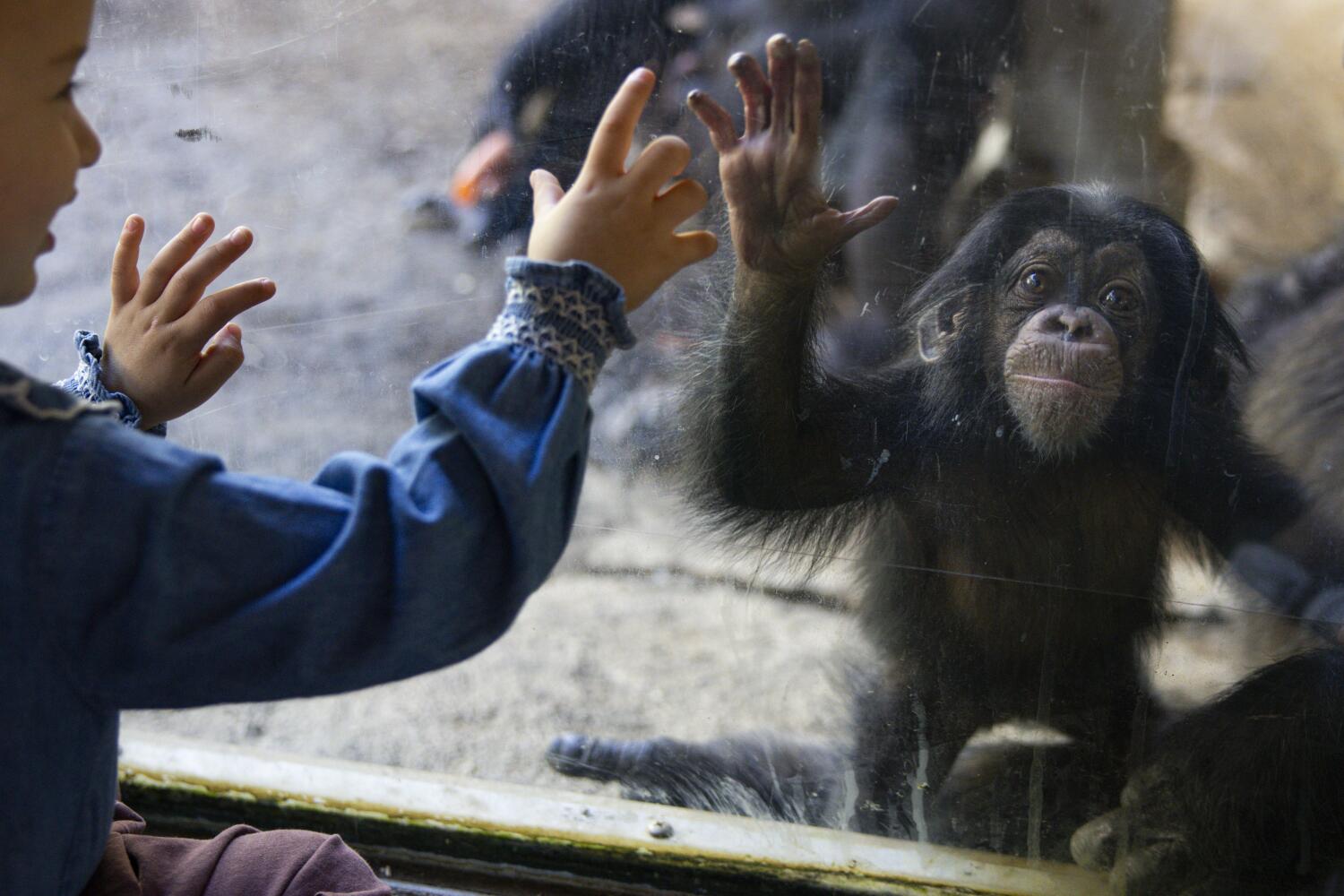 L.A. Zoo Needs New Leadership to Survive