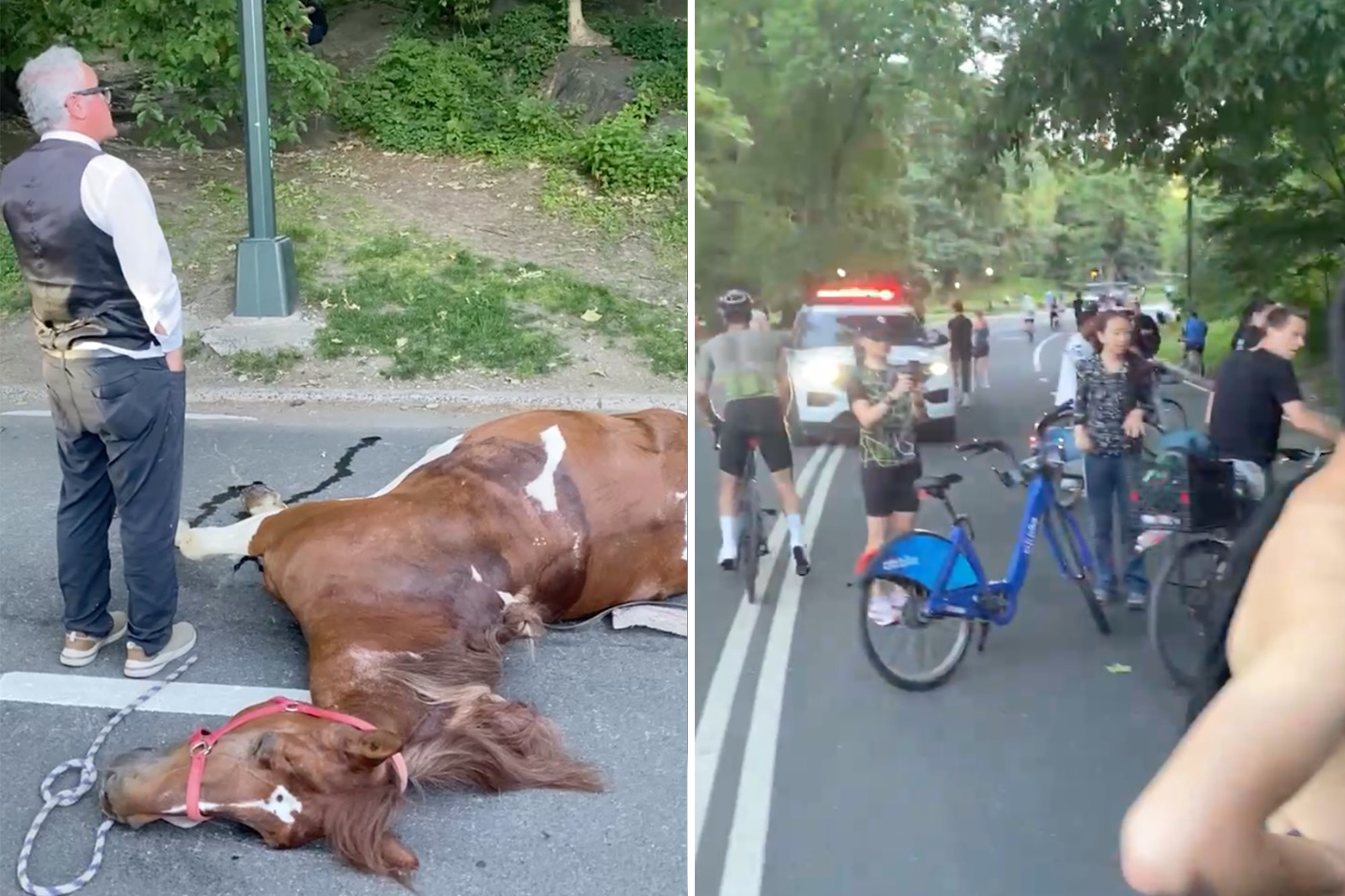 NYC Carriage Horse Dies from Toxic Plant Ingestion