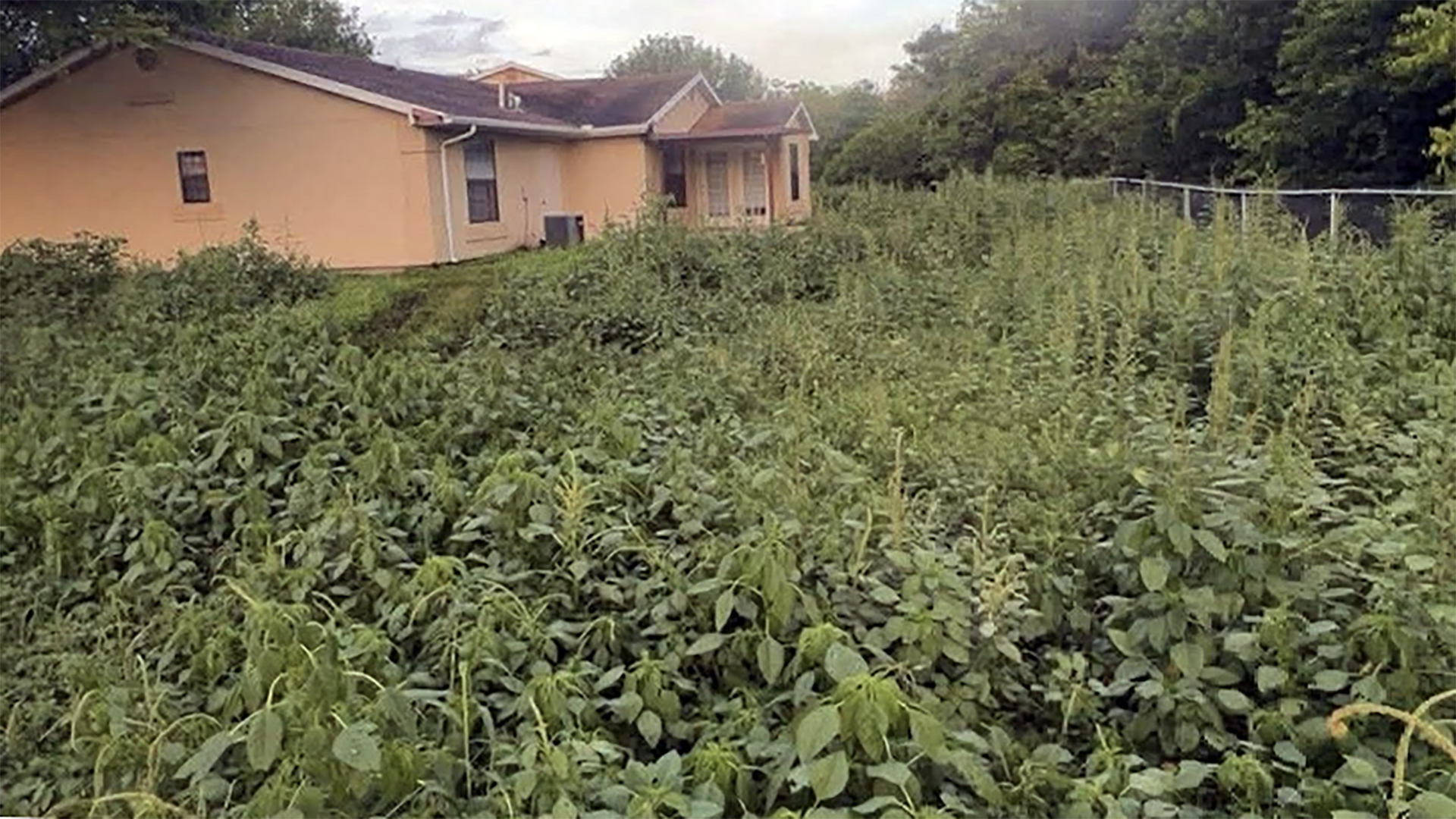 Families at a Texas Air Force base say neighborhoods overrun by weeds