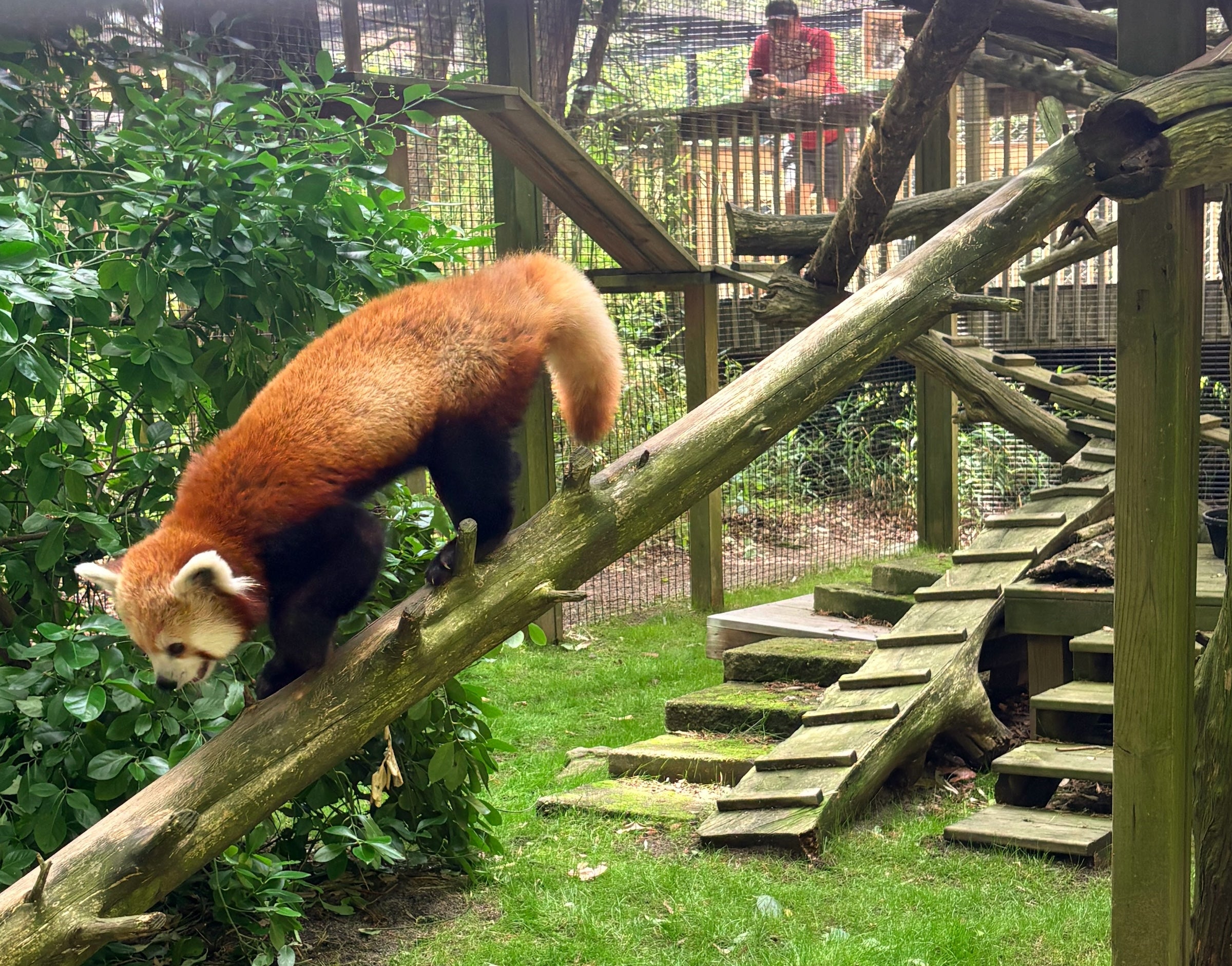 Cape May Zoo Welcomes New Red Panda for Conservation