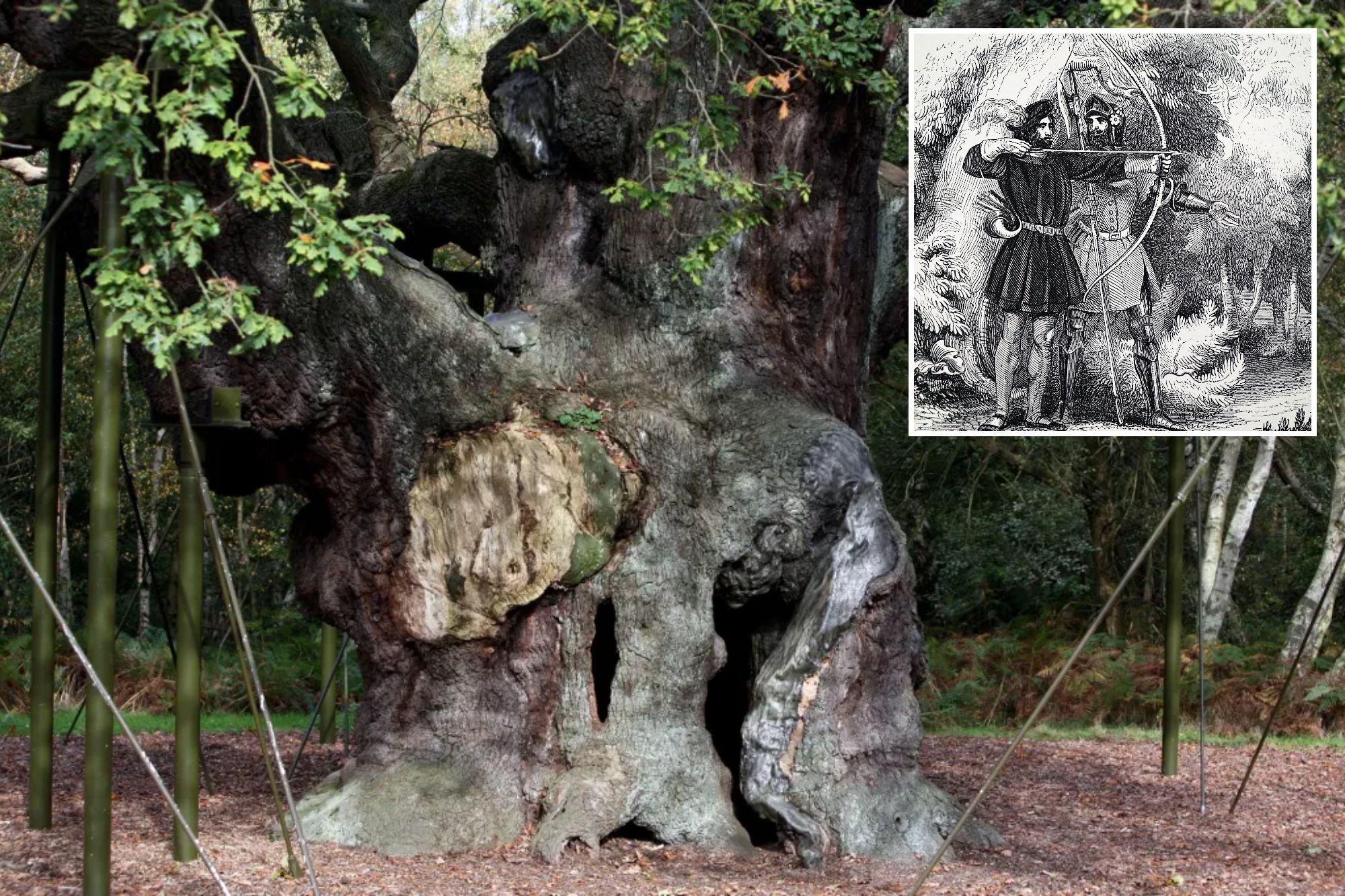 Legendary Robin Hood Oak Tree Dies in New York