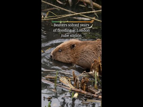 Beavers End Flooding at London Tube Station