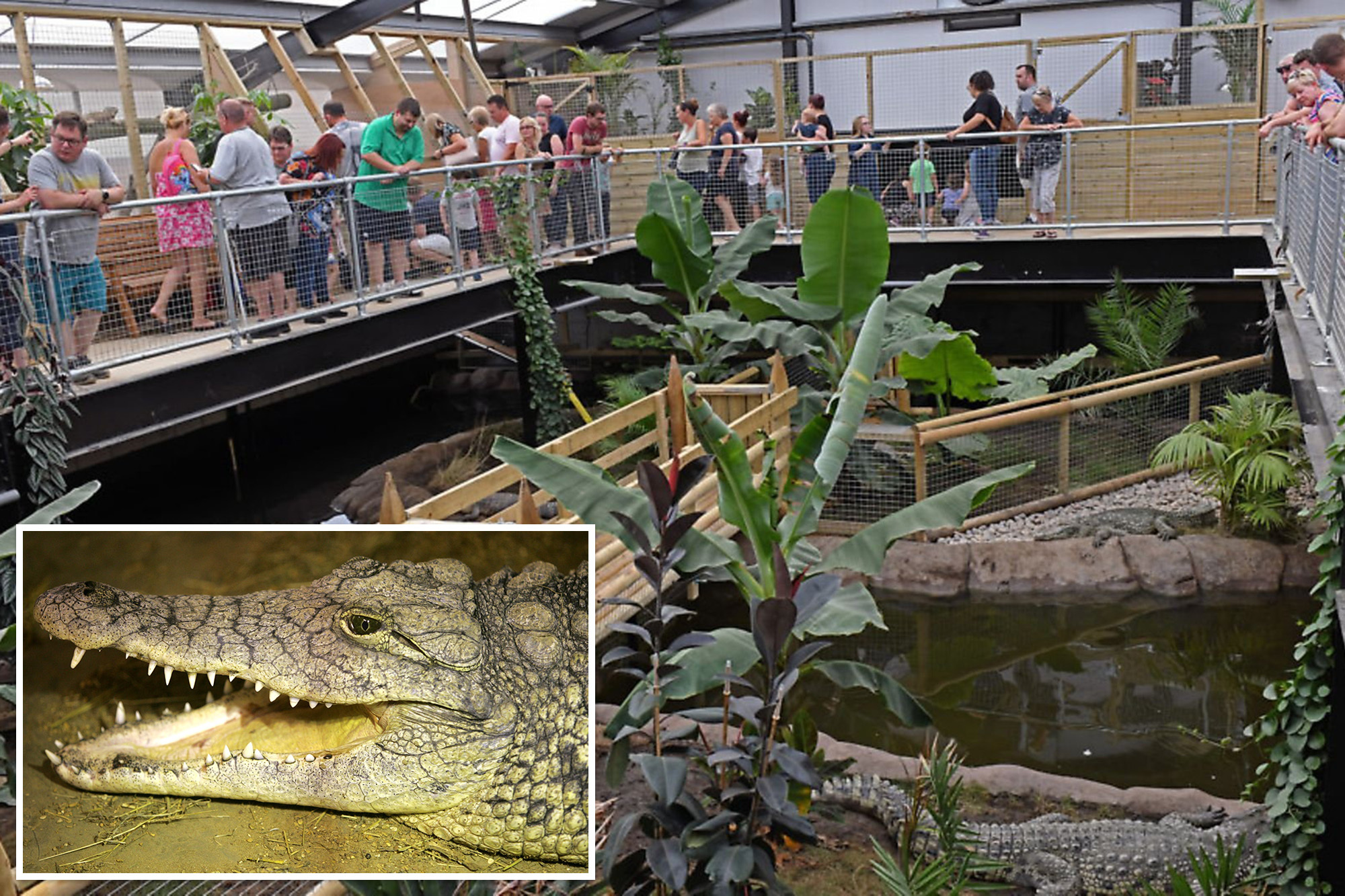 Boy Thrown into Crocodile Enclosure in Zoo Incident