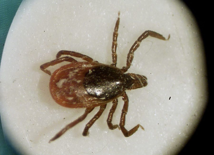 Rare Lyme Disease Strain Detected in New State