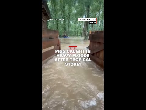 Pigs Stranded by Flooding from Tropical Storm Arthur