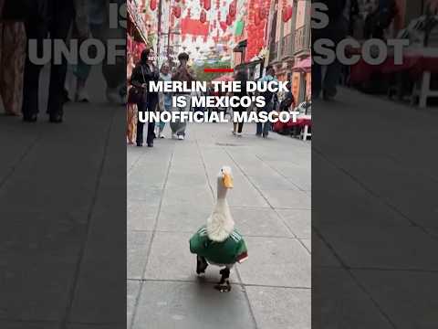 Meet Merlin: Mexico’s Adorable Soccer Mascot Duck