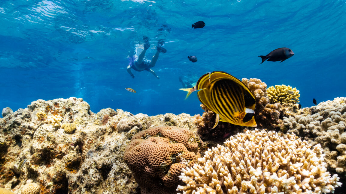 Scientists Find Heat-Resilient Corals Amid Global Warming