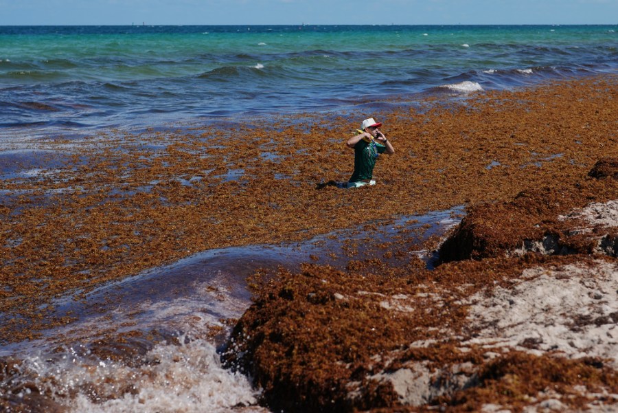 Sargassum Invasion Hits Florida Beaches: What’s Next?