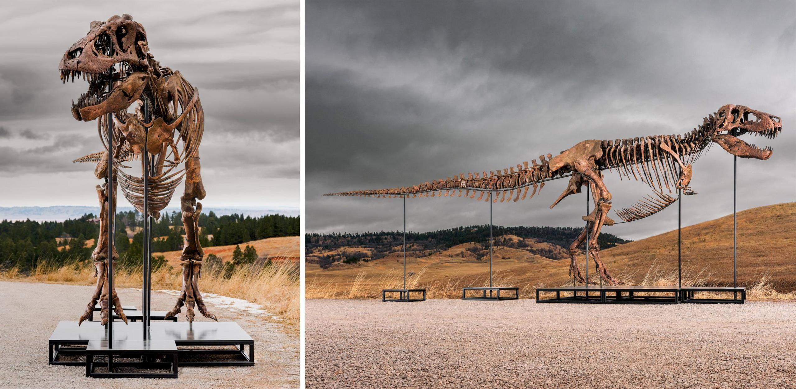 T. rex could become most expensive fossil ever – but it's a ​problem for scientists