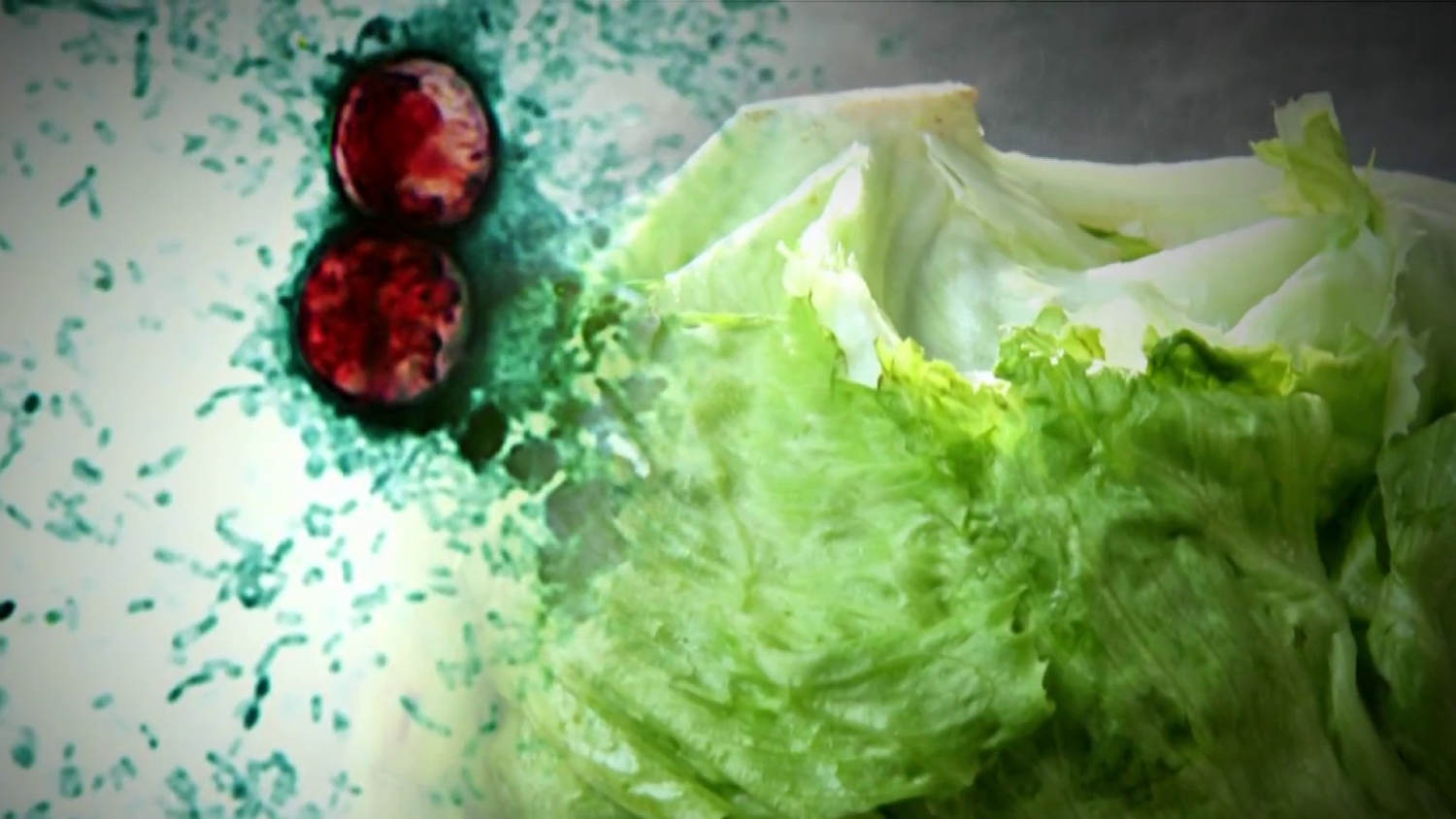 Cyclospora outbreak from tainted lettuce served at Taco Bell expands