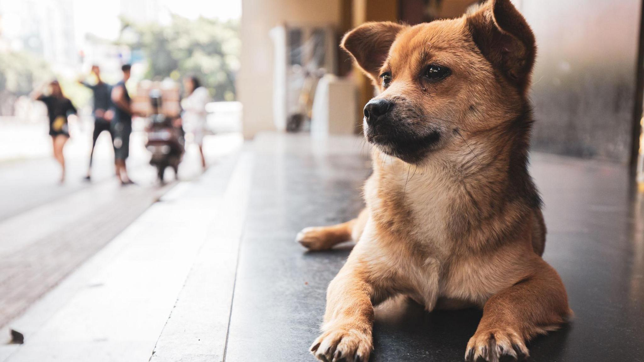 Blocked by censors, China's animal lovers take fight against abuse offline and overseas