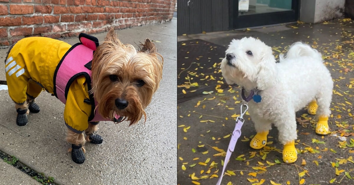 How to keep your dog’s paws safe in the heat, according to vets