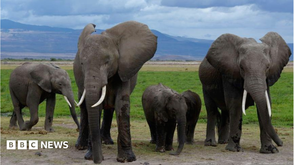 Cyanide in tomato pesticide killed 15 elephants, Kenyan officials suspect