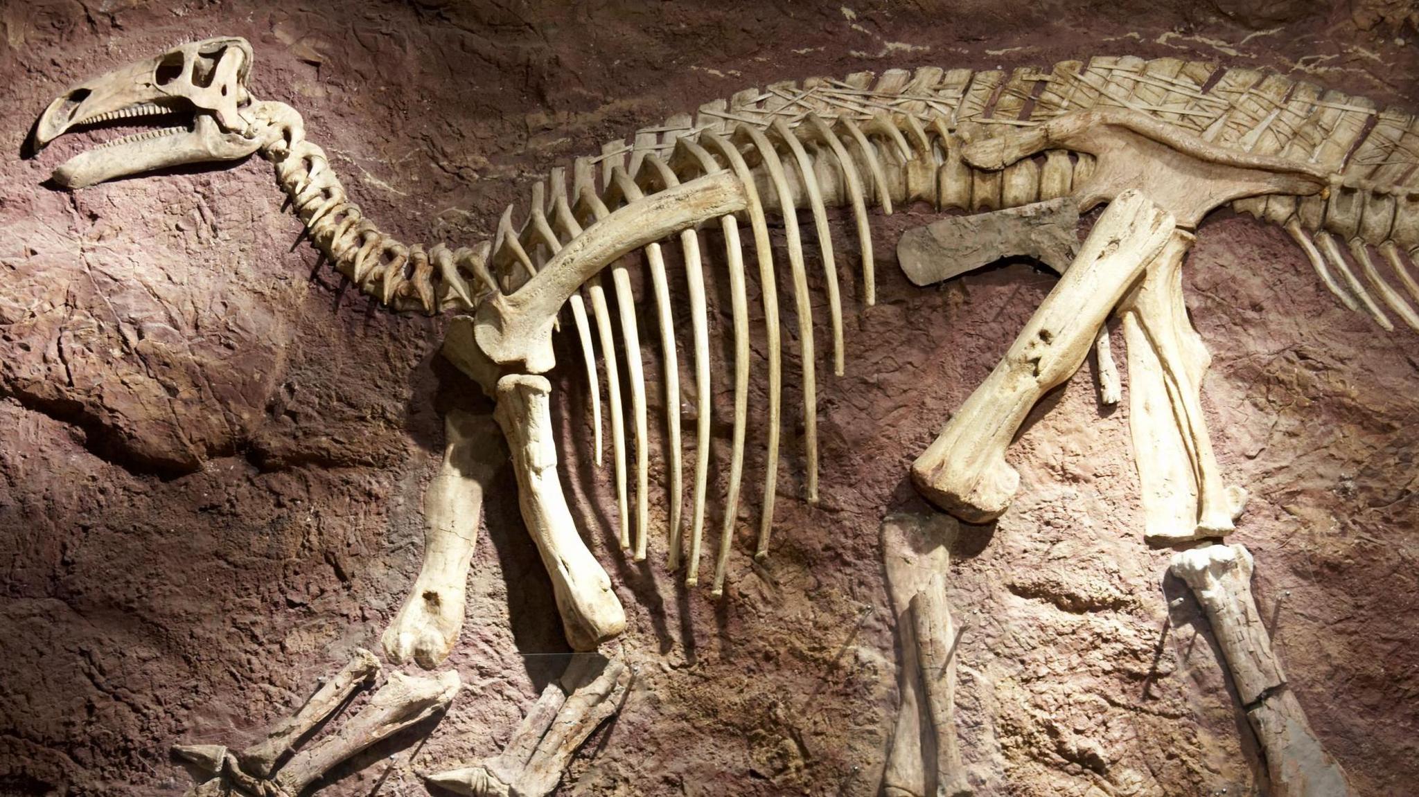 New dinosaur species with neck as long as cricket pitch discovered in Thailand
