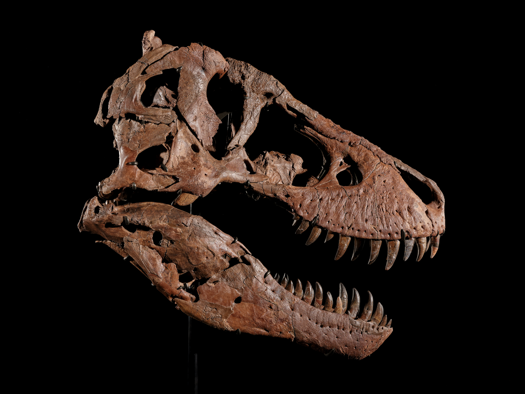 Tyrannosaurus rex most expensive dinosaur ever sold