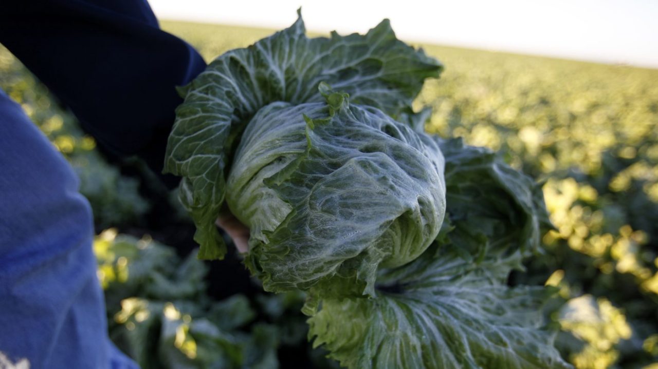 Cyclospora outbreak linked to lettuce expands to 9 states