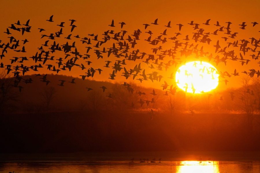 How often the sun would rise after 8 a.m. under permanent daylight saving time