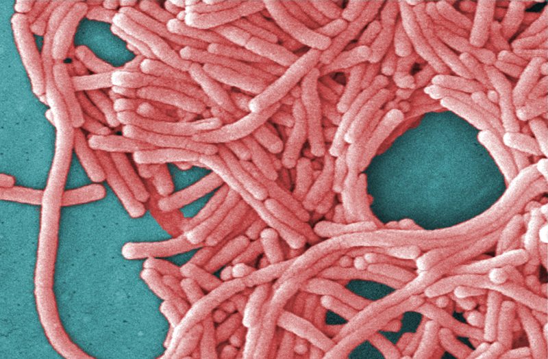 Fifth death reported in NYC Legionnaires' outbreak