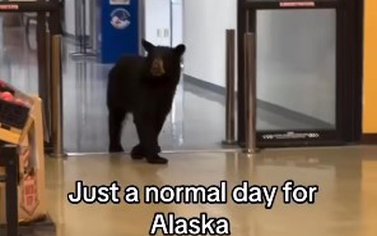 Eat a peach: Alaska base commissary’s produce attracts foraging bear