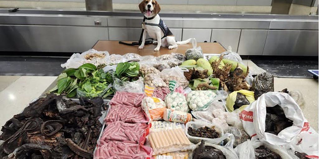 Border K9 sniffs out 99 pounds of prohibited meat, plants and monitor lizard in suitcase from Thailand